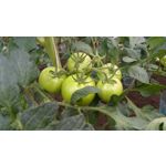 FOTO'S VAN DEZE TELEFOON