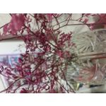 Imágenes de los usuarios LG L Fino