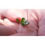 IMAGENS DESTE TELEFONE