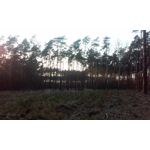 PICTURES FROM THIS PHONE