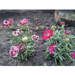 Фотографии пользователя LG Nexus 4 Фотографии пользователя LG Nexus 4