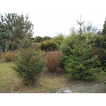 Фотографии пользователя LG Nexus 4 Фотографии пользователя LG Nexus 4