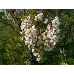 Фотографии пользователя LG Nexus 4 Фотографии пользователя LG Nexus 4