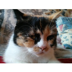 Фотографии пользователя LG Nexus 4 Фотографии пользователя LG Nexus 4