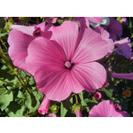 Фотографии пользователя LG Nexus 4 Фотографии пользователя LG Nexus 4