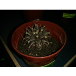 Фотографии пользователя LG Nexus 4 Фотографии пользователя LG Nexus 4