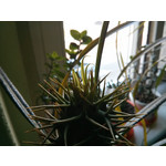 Фотографии пользователя LG Nexus 4 Фотографии пользователя LG Nexus 4