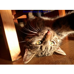 PHOTOS FAITES AVEC CE SMARTPHONE