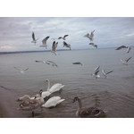 LAS FOTOS HECHAS CON ESTE TELÉFONO