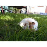 Foto's van de gebruikers LG Optimus L7