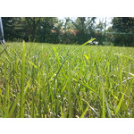 Foto's van de gebruikers LG Optimus L7