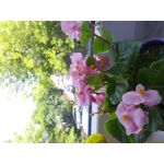 IMAGENS DESTE TELEFONE