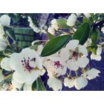 IMAGENS DESTE TELEFONE