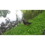 IMAGENS DESTE TELEFONE