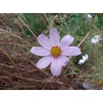 来自这款手机的图片