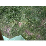 PICTURES FROM THIS PHONE