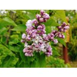 FOTOS AUS DIESEM HANDY