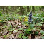 FOTOS AUS DIESEM HANDY