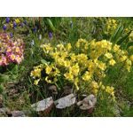 LAS FOTOS HECHAS CON ESTE TELÉFONO