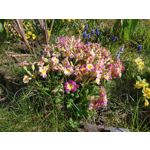 LAS FOTOS HECHAS CON ESTE TELÉFONO