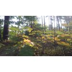 Imágenes de los usuarios MaxCom MS505