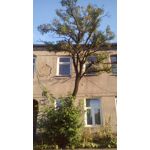 Imágenes de los usuarios MaxCom MS505