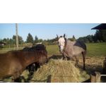 Imágenes de los usuarios MaxCom MS505