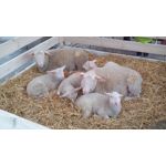 Imágenes de los usuarios MaxCom MS505