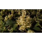 Imágenes de los usuarios MaxCom MS505