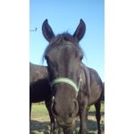 Imágenes de los usuarios MaxCom MS505