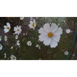 Imágenes de los usuarios MaxCom MS505