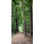 Pictures by this phone Meizu 16s