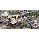 Pictures by this phone Meizu 16s