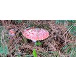 Pictures by this phone Meizu 16s