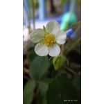 FOTO FATTE CON QUESTO TELEFONO