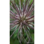 FOTO FATTE CON QUESTO TELEFONO