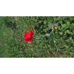 LAS FOTOS HECHAS CON ESTE TELÉFONO