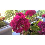 IMAGENS DESTE TELEFONE