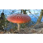 来自这款手机的图片