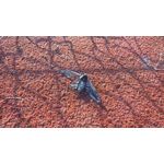 ФОТКИ СНЯТЫЕ ДАННЫМ МОБИЛЬНИКОМ