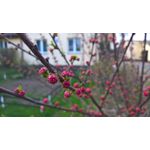 用戶照片 Microsoft Lumia 950 XL Dual SIM