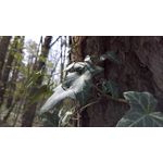 用戶照片 Microsoft Lumia 950 XL Dual SIM