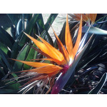 IMAGENS DESTE TELEFONE