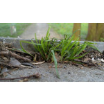 PICTURES FROM THIS PHONE