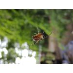 來自這款手機的圖片