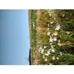 來自這款手機的圖片