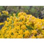 Imágenes de los usuarios Motorola Edge 30 Neo Imágenes de los usuarios Motorola Edge 30 Neo