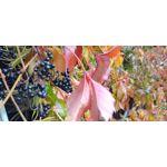 Imágenes de los usuarios Motorola Edge 30 Neo Imágenes de los usuarios Motorola Edge 30 Neo