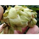 Imágenes de los usuarios Motorola Edge 30 Neo Imágenes de los usuarios Motorola Edge 30 Neo