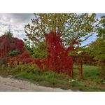 Imágenes de los usuarios Motorola Edge 30 Neo Imágenes de los usuarios Motorola Edge 30 Neo